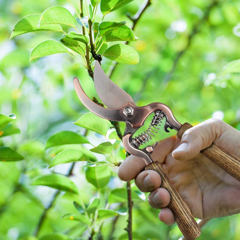 Ensemble d'Outils de Jardin avec Arrosoir