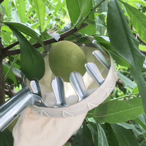 Cueilleur de Fruits Spécial Hauteur