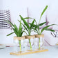 Pot de Fleur Hydroponique - Lot de 2