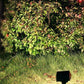 Projecteur Solaire LED 7 Couleurs