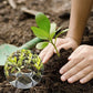 Sachets de Plantation Biodégradables